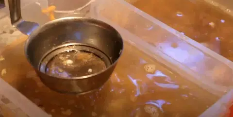 Холодец из свиных ножек и петуха